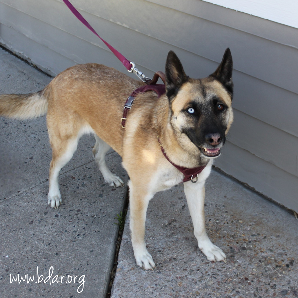 Sayla, an adoptable Shepherd, Mixed Breed in Cheyenne, WY, 82009 | Photo Image 3