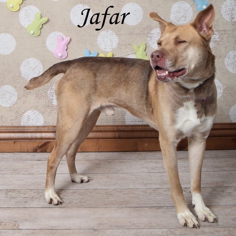 Jafar