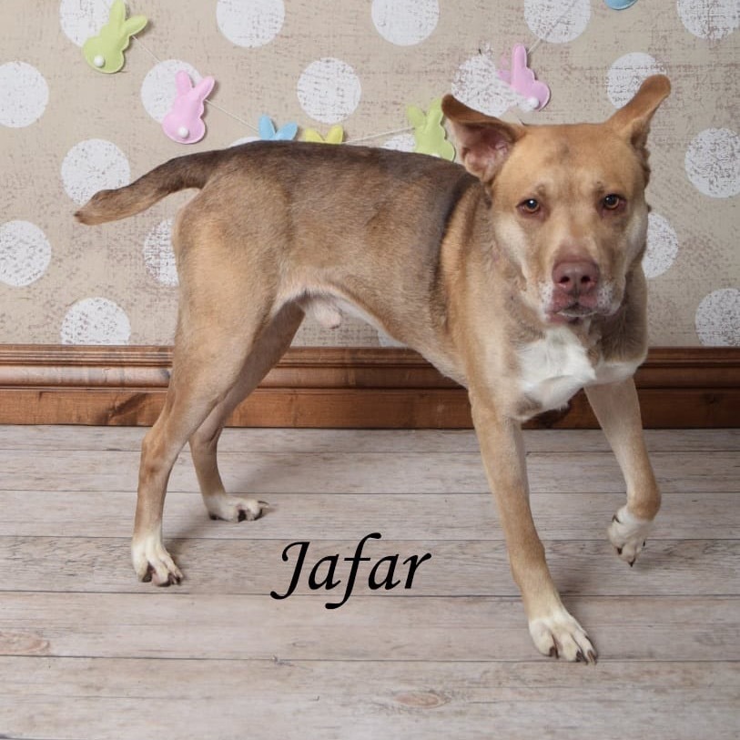 Jafar
