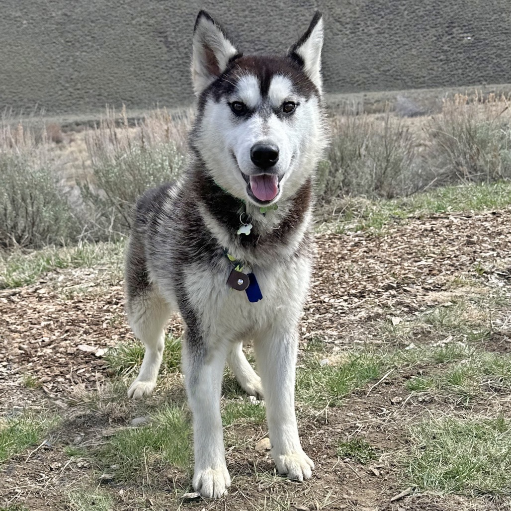 Brisket, an adoptable Mixed Breed in Hailey, ID, 83333 | Photo Image 1