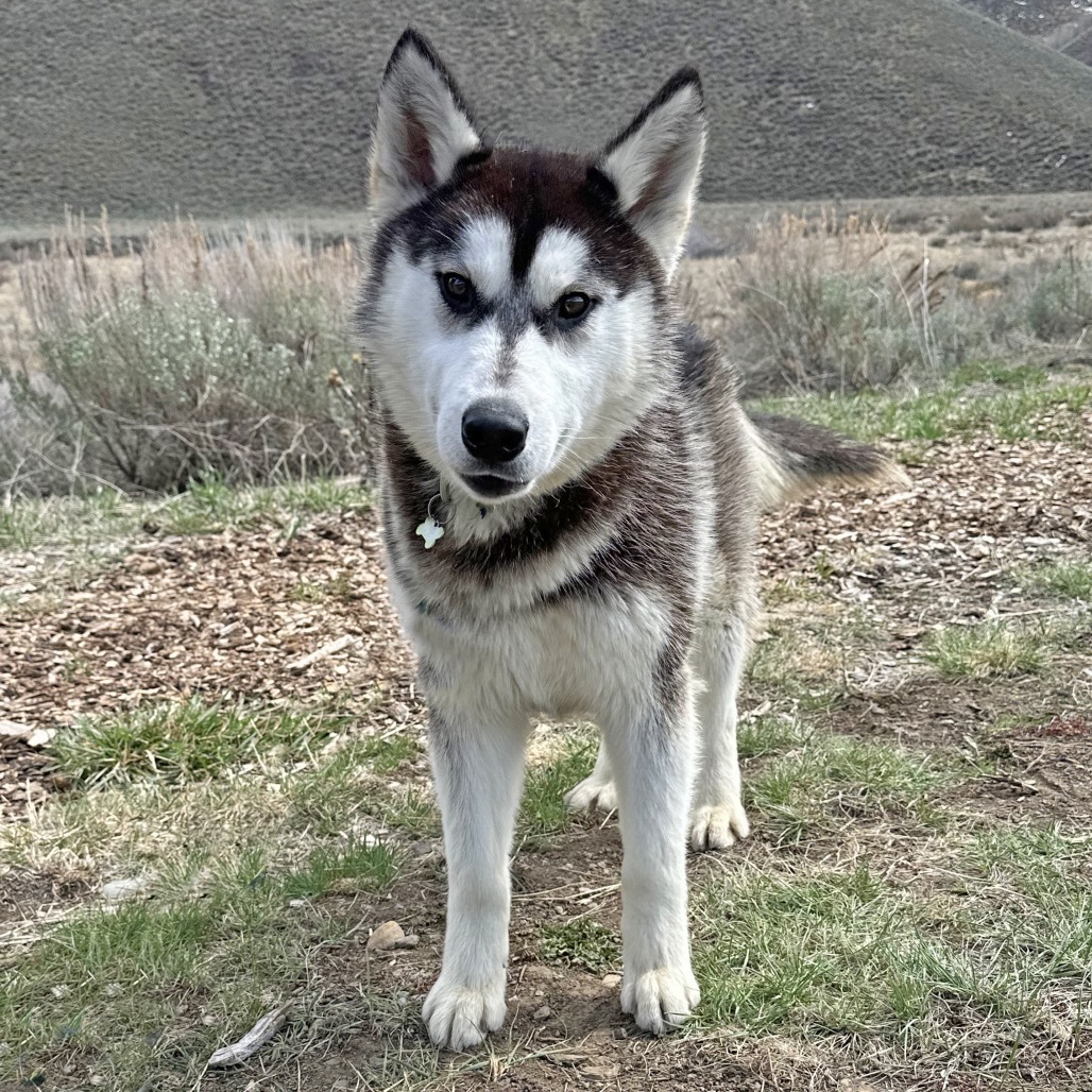 Brisket, an adoptable Mixed Breed in Hailey, ID, 83333 | Photo Image 2