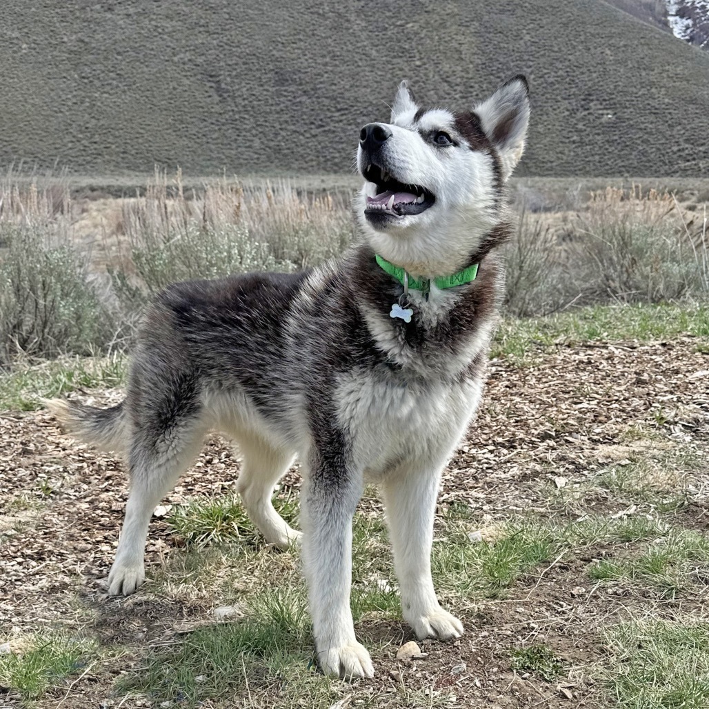 Brisket, an adoptable Mixed Breed in Hailey, ID, 83333 | Photo Image 3