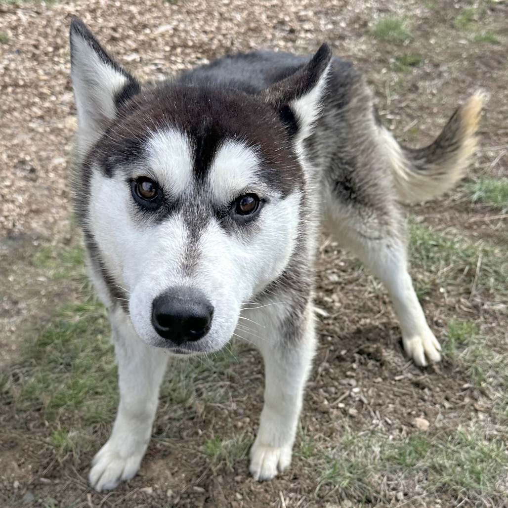 Brisket, an adoptable Mixed Breed in Hailey, ID, 83333 | Photo Image 4