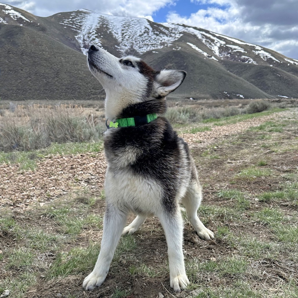 Brisket, an adoptable Mixed Breed in Hailey, ID, 83333 | Photo Image 5