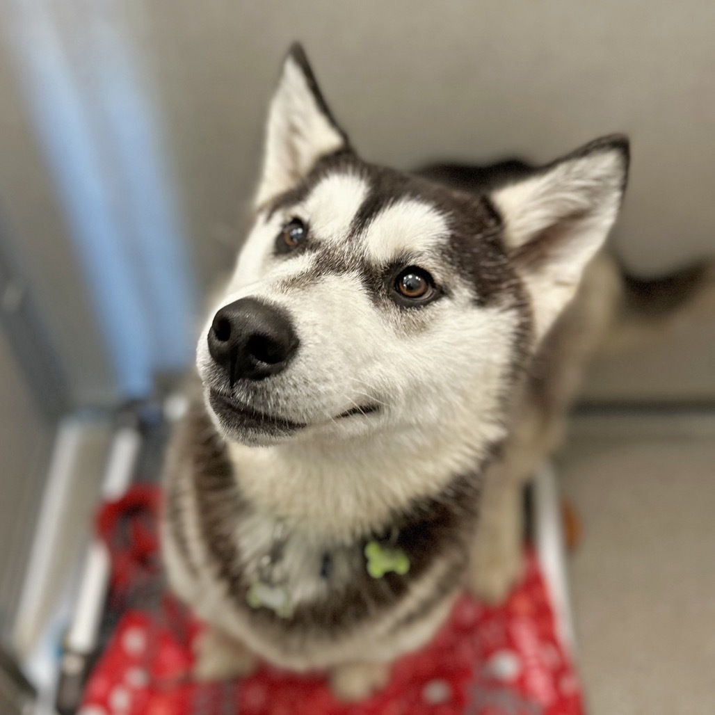 Brisket, an adoptable Mixed Breed in Hailey, ID, 83333 | Photo Image 6