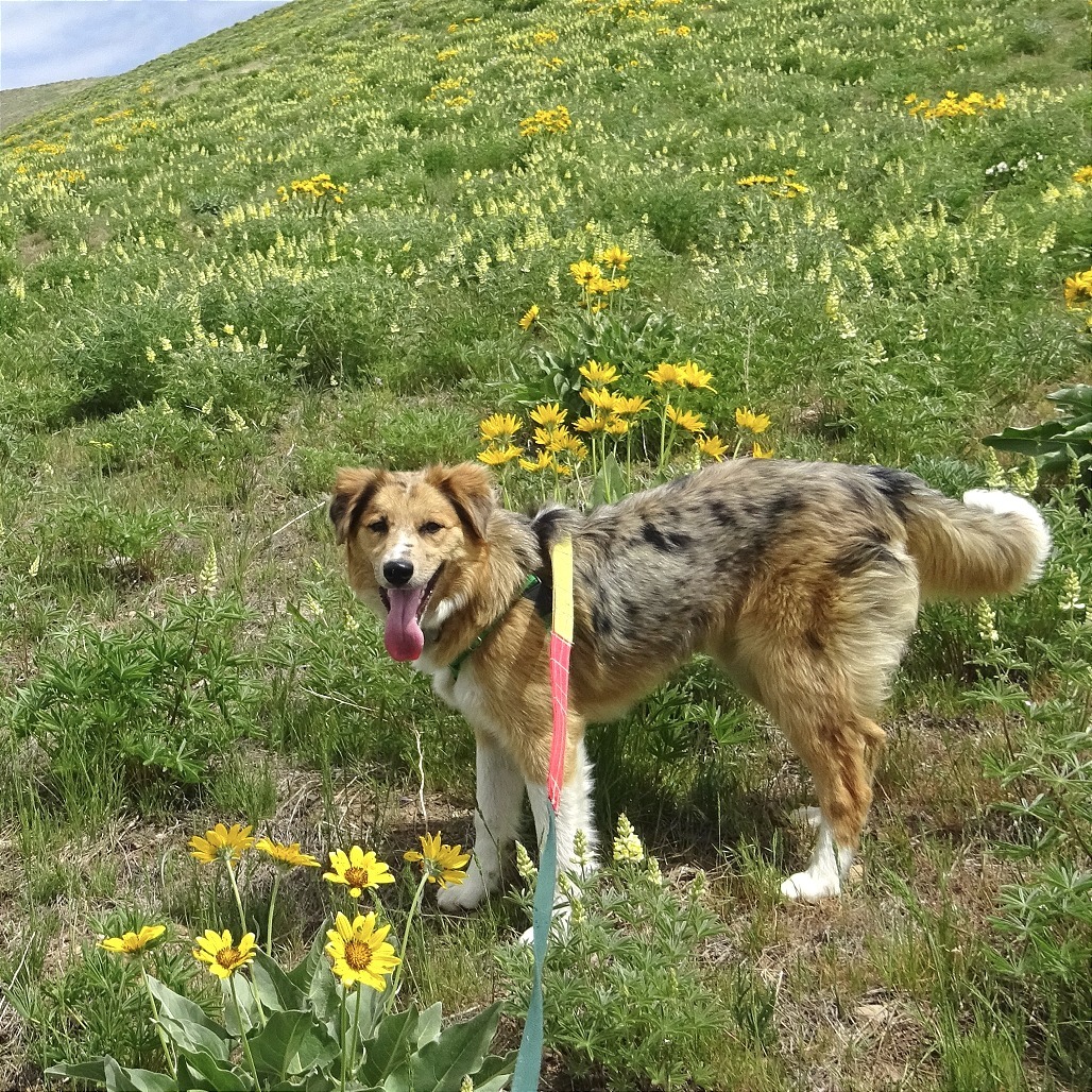 Lorelei, an adoptable Mixed Breed in Hailey, ID, 83333 | Photo Image 1