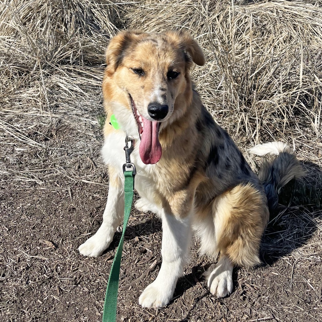 Lorelei, an adoptable Mixed Breed in Hailey, ID, 83333 | Photo Image 2