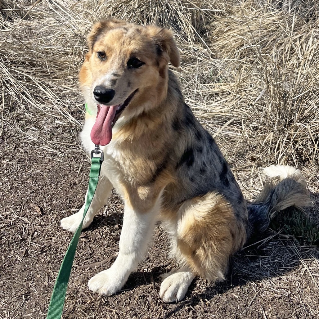 Lorelei, an adoptable Mixed Breed in Hailey, ID, 83333 | Photo Image 3
