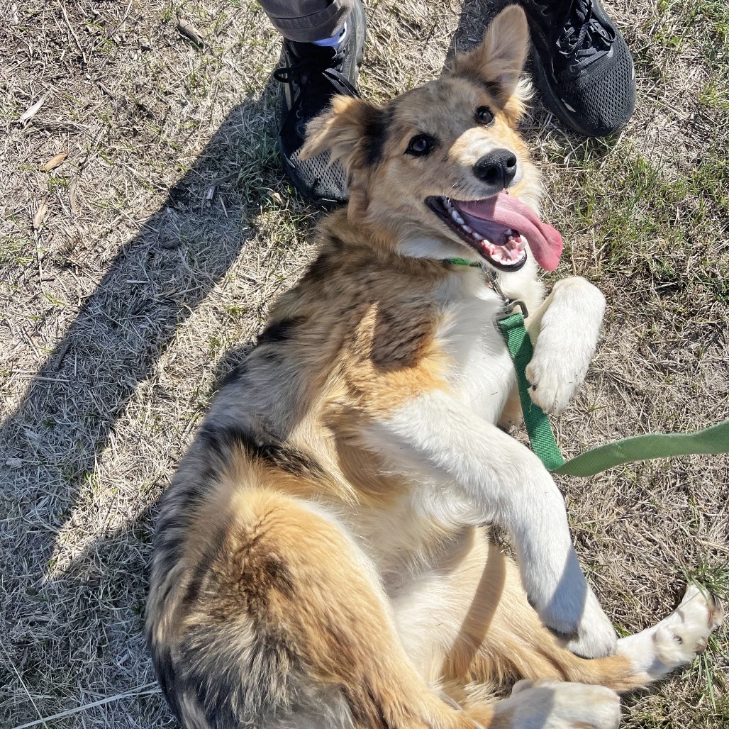 Lorelei, an adoptable Mixed Breed in Hailey, ID, 83333 | Photo Image 4