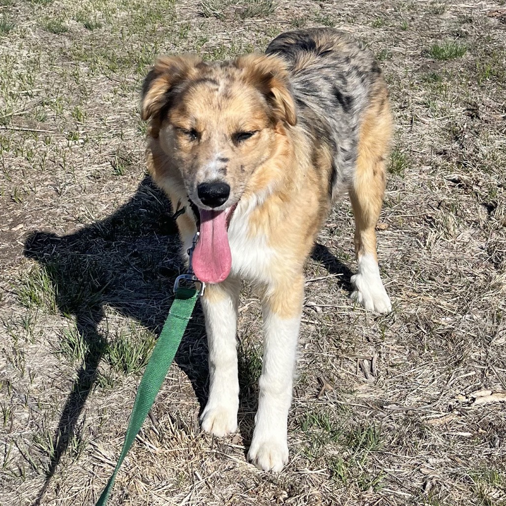 Lorelei, an adoptable Mixed Breed in Hailey, ID, 83333 | Photo Image 5