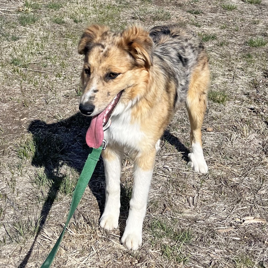 Lorelei, an adoptable Mixed Breed in Hailey, ID, 83333 | Photo Image 6