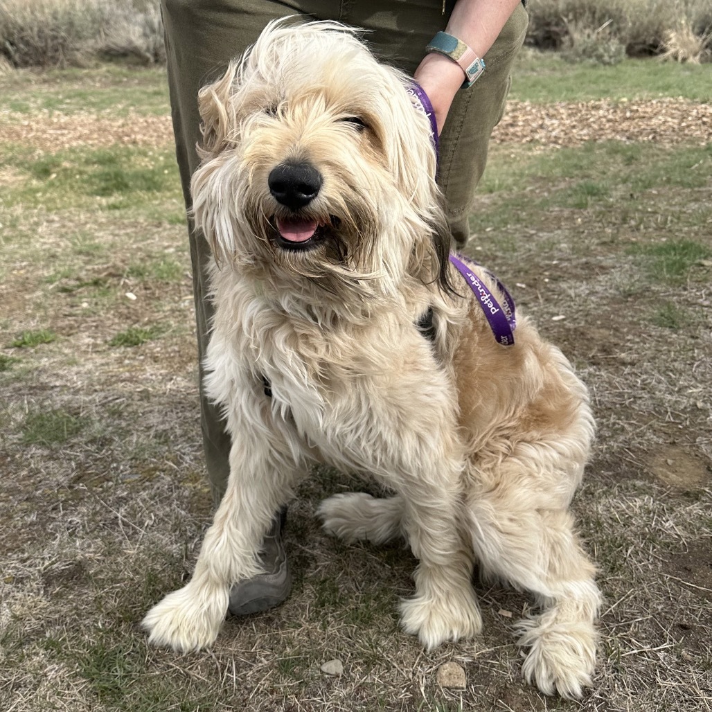 Sherman, an adoptable Mixed Breed in Hailey, ID, 83333 | Photo Image 1