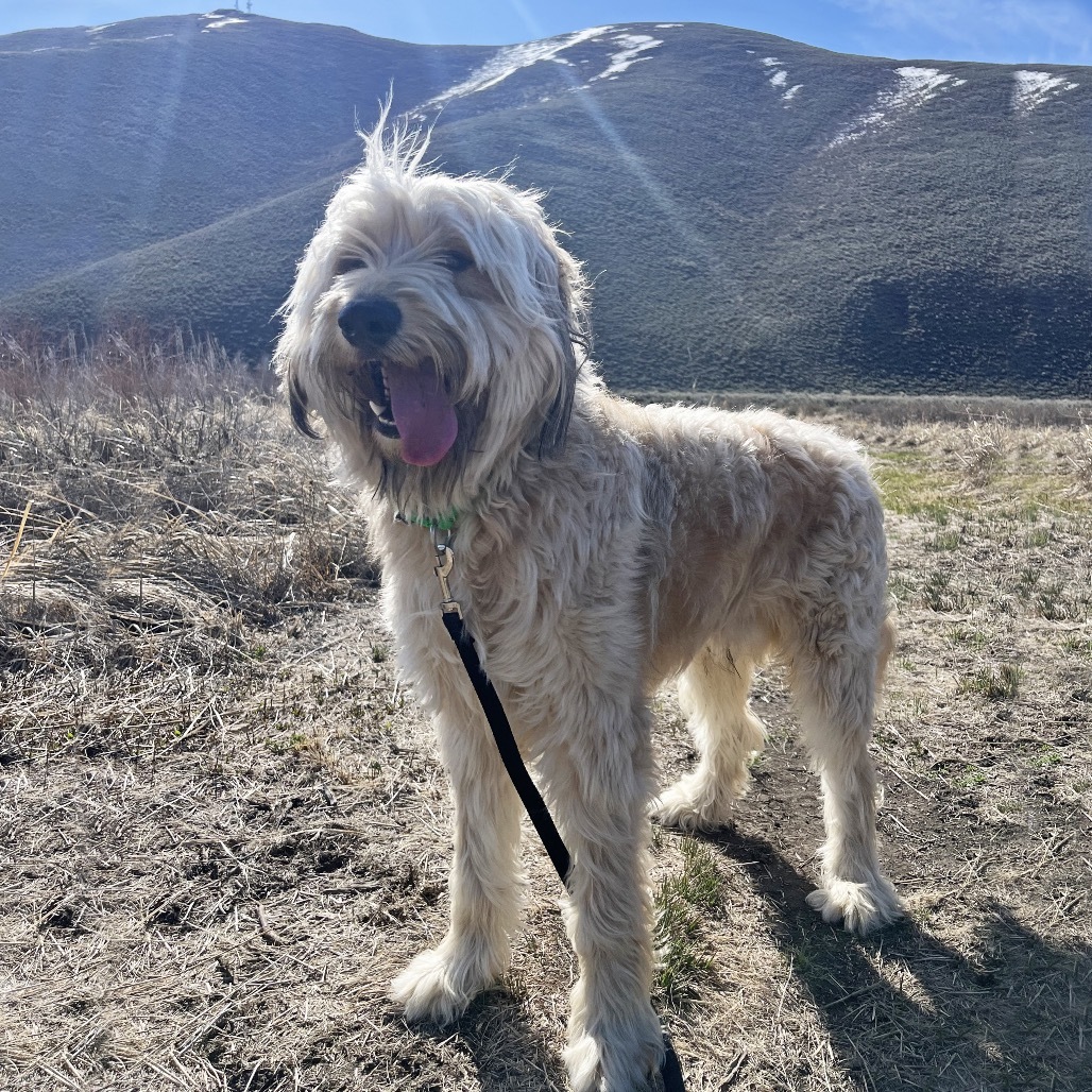 Sherman, an adoptable Mixed Breed in Hailey, ID, 83333 | Photo Image 2