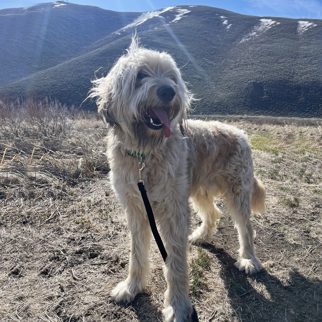 Sherman, an adoptable Mixed Breed in Hailey, ID, 83333 | Photo Image 3