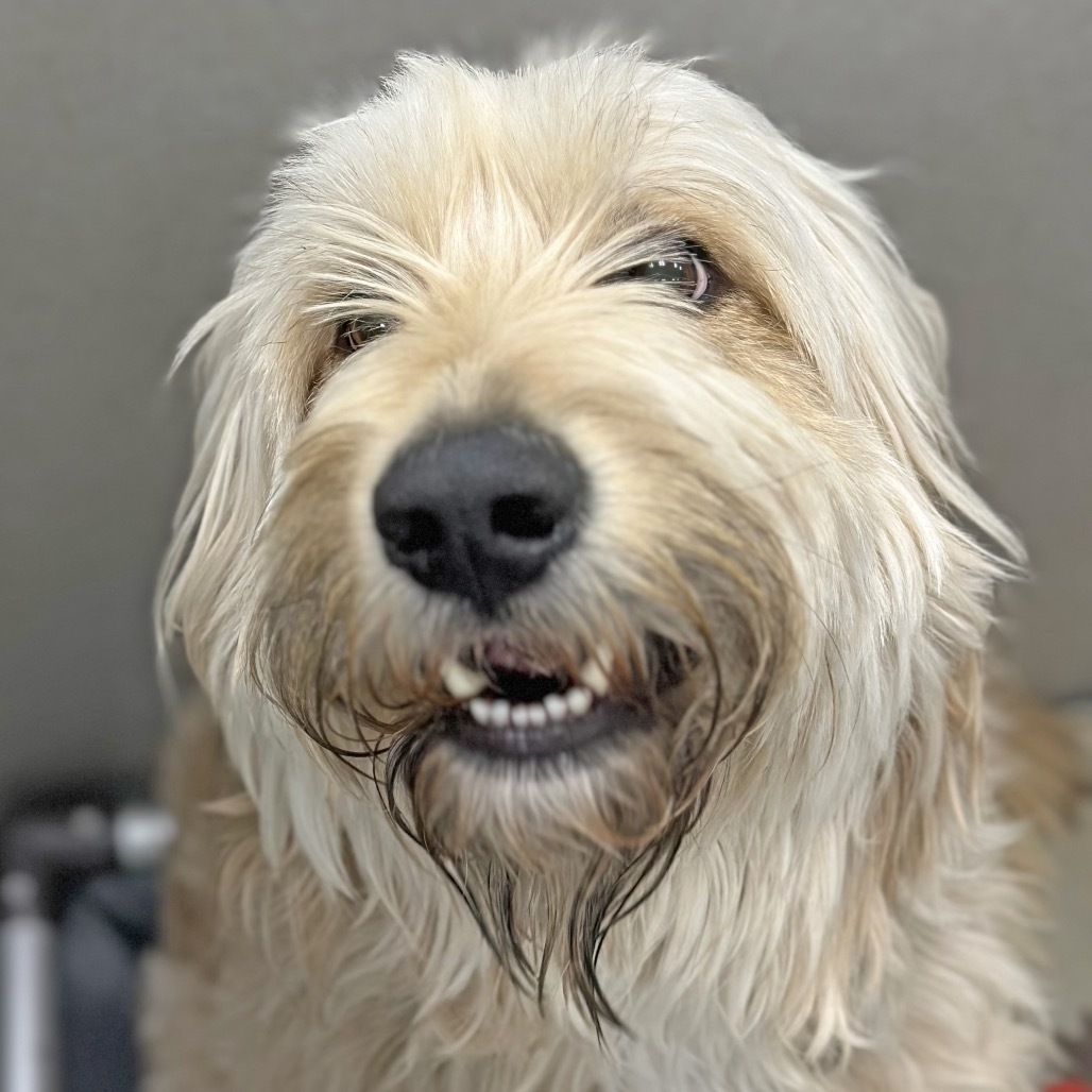 Sherman, an adoptable Mixed Breed in Hailey, ID, 83333 | Photo Image 4