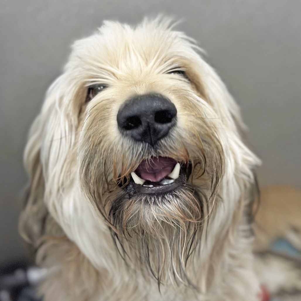 Sherman, an adoptable Mixed Breed in Hailey, ID, 83333 | Photo Image 5