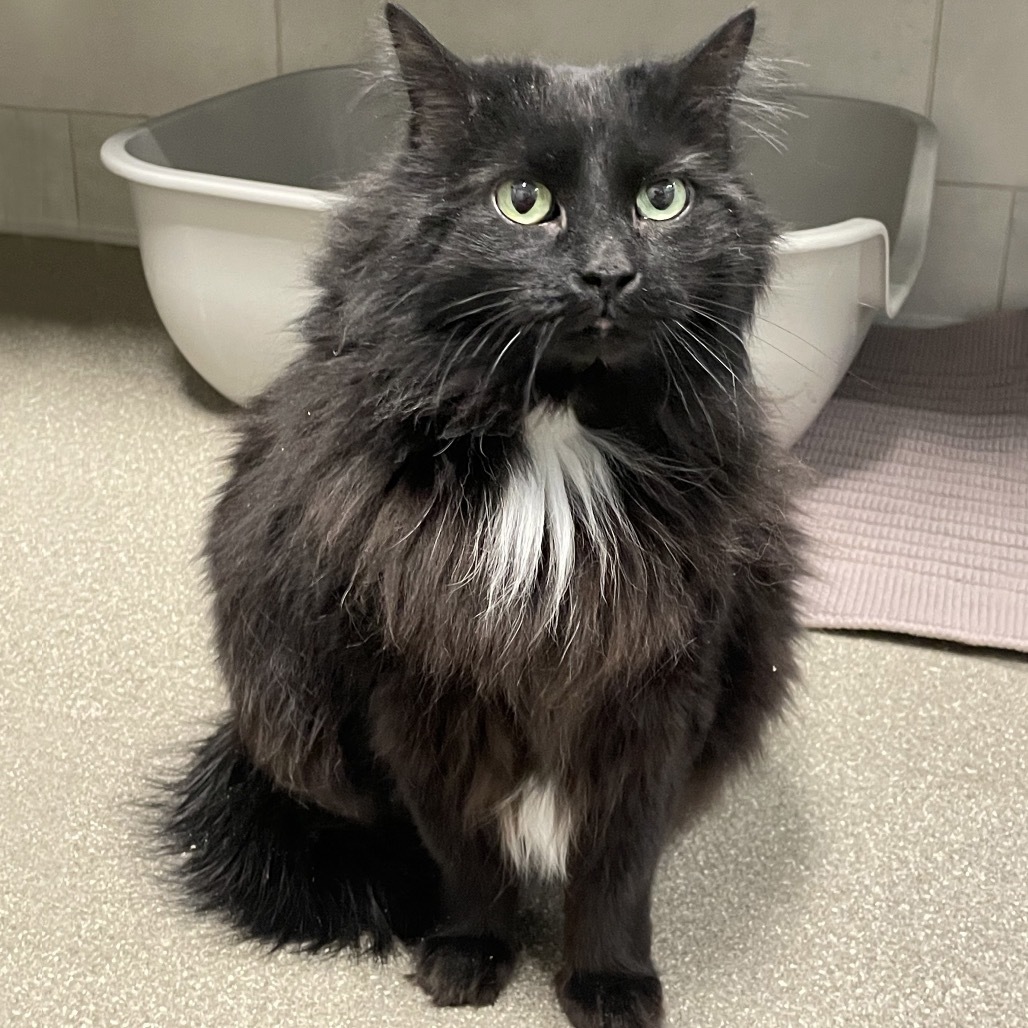 Mila, an adoptable Domestic Long Hair in Hailey, ID, 83333 | Photo Image 1