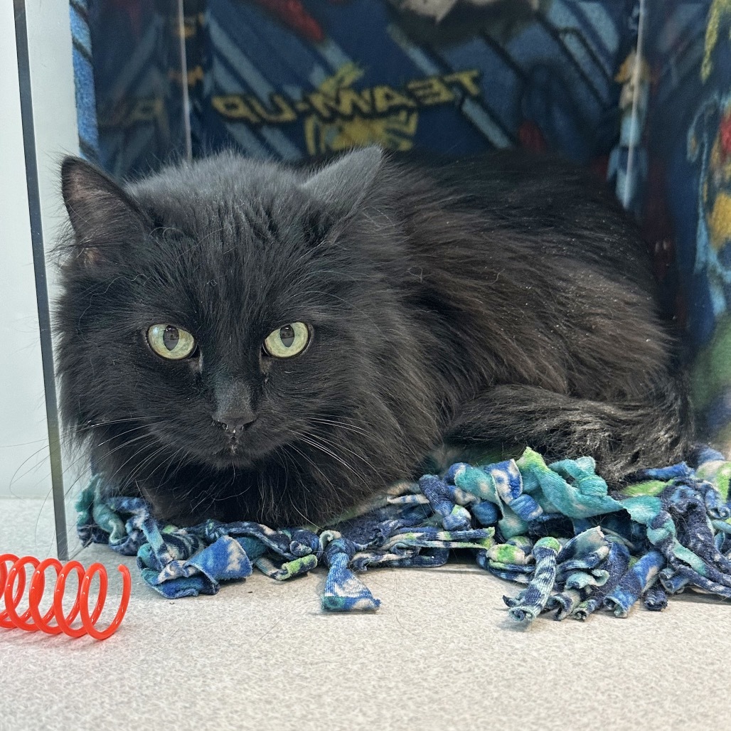 Mila, an adoptable Domestic Long Hair in Hailey, ID, 83333 | Photo Image 2
