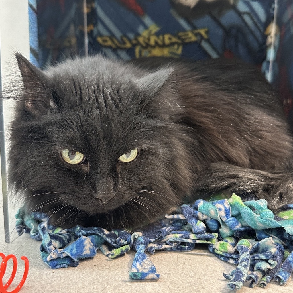 Mila, an adoptable Domestic Long Hair in Hailey, ID, 83333 | Photo Image 3