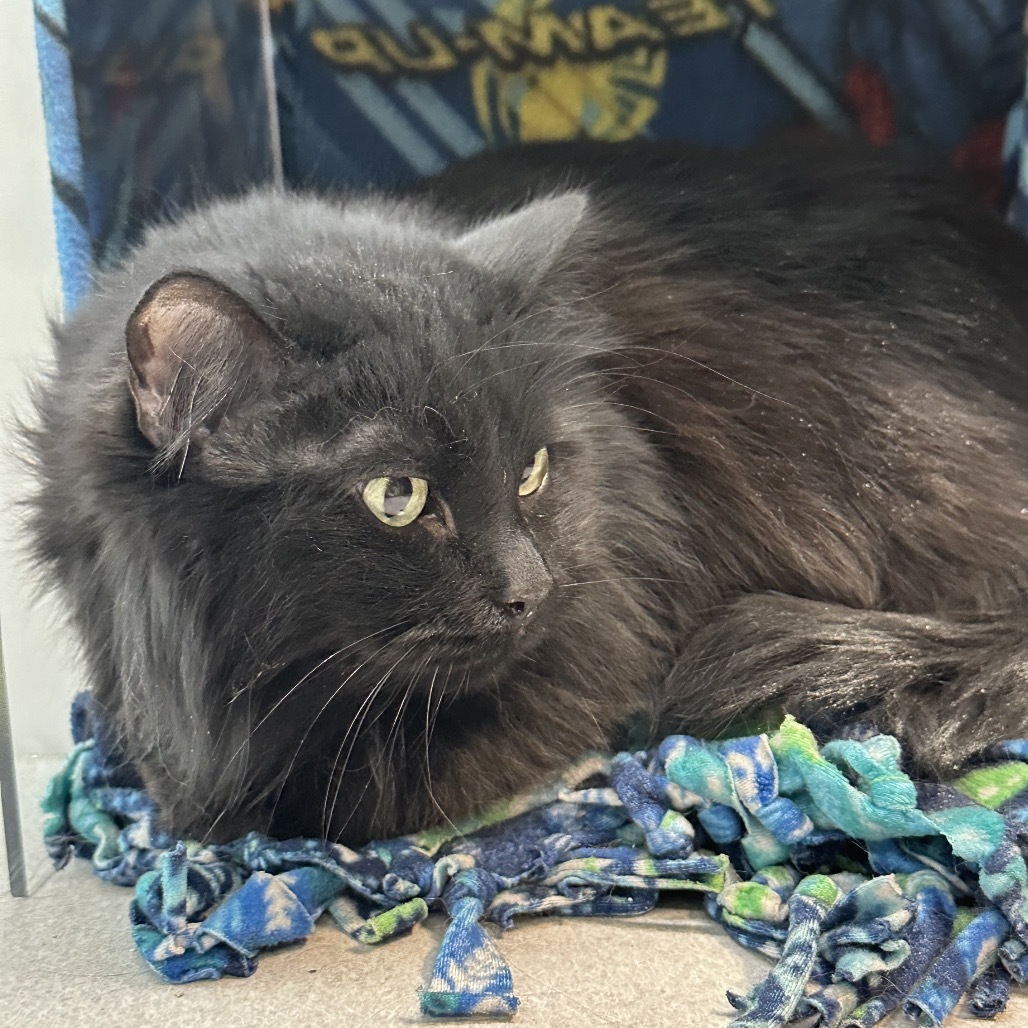 Mila, an adoptable Domestic Long Hair in Hailey, ID, 83333 | Photo Image 4