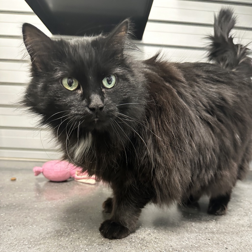 Mila, an adoptable Domestic Long Hair in Hailey, ID, 83333 | Photo Image 4