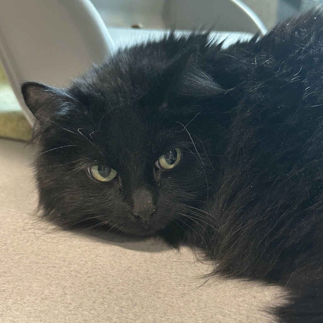 Mila, an adoptable Domestic Long Hair in Hailey, ID, 83333 | Photo Image 5