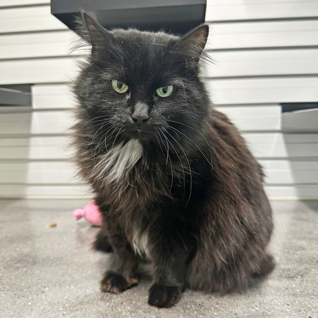 Mila, an adoptable Domestic Long Hair in Hailey, ID, 83333 | Photo Image 5
