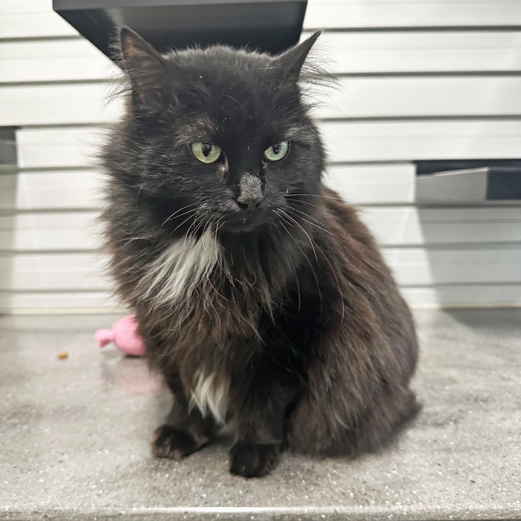 Mila, an adoptable Domestic Long Hair in Hailey, ID, 83333 | Photo Image 6
