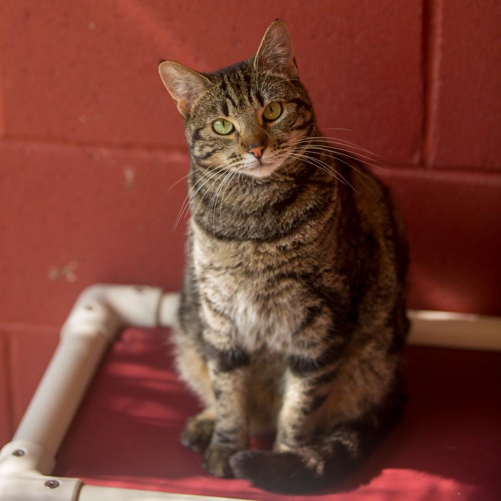 Ellie, an adoptable Domestic Short Hair in Kailua Kona, HI, 96740 | Photo Image 1