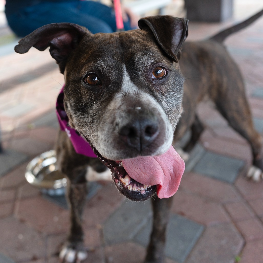 Marley (In Foster)