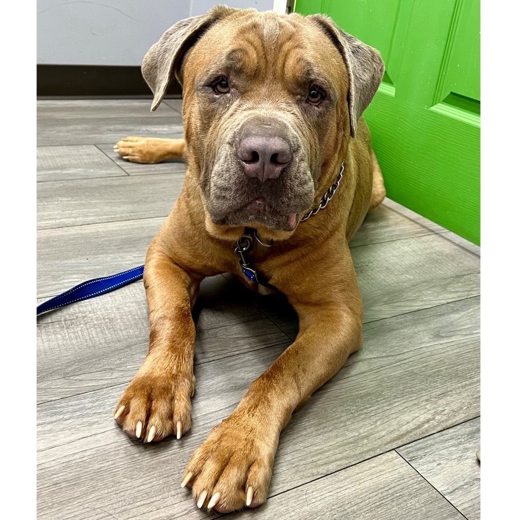 Hooch, an adoptable Bullmastiff in Blairsville, GA, 30512 | Photo Image 1