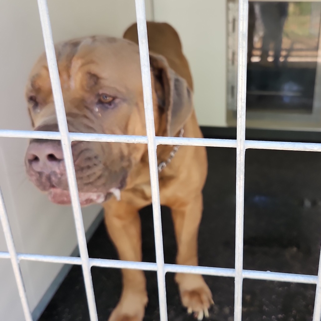 Hooch, an adoptable Bullmastiff in Blairsville, GA, 30512 | Photo Image 2