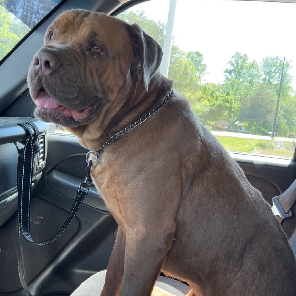 Hooch, an adoptable Bullmastiff in Blairsville, GA, 30512 | Photo Image 3