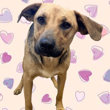 TUSC-Stray-80144