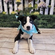 Arlo