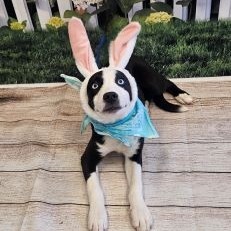 Arlo