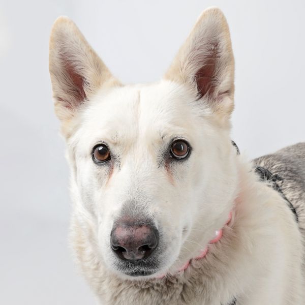 Pet Image