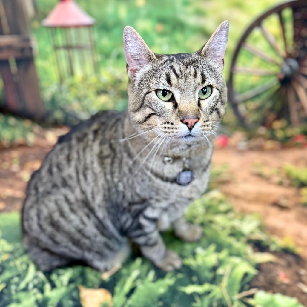 Cisco, an adoptable Domestic Short Hair in Wichita, KS, 67278 | Photo Image 1