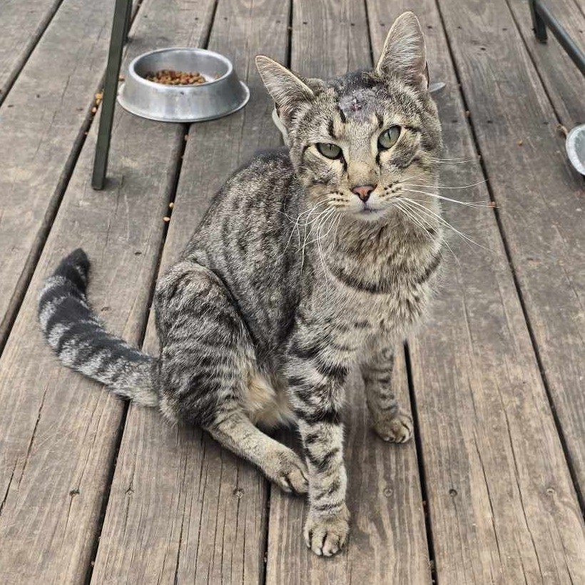 Cisco, an adoptable Domestic Short Hair in Wichita, KS, 67278 | Photo Image 2