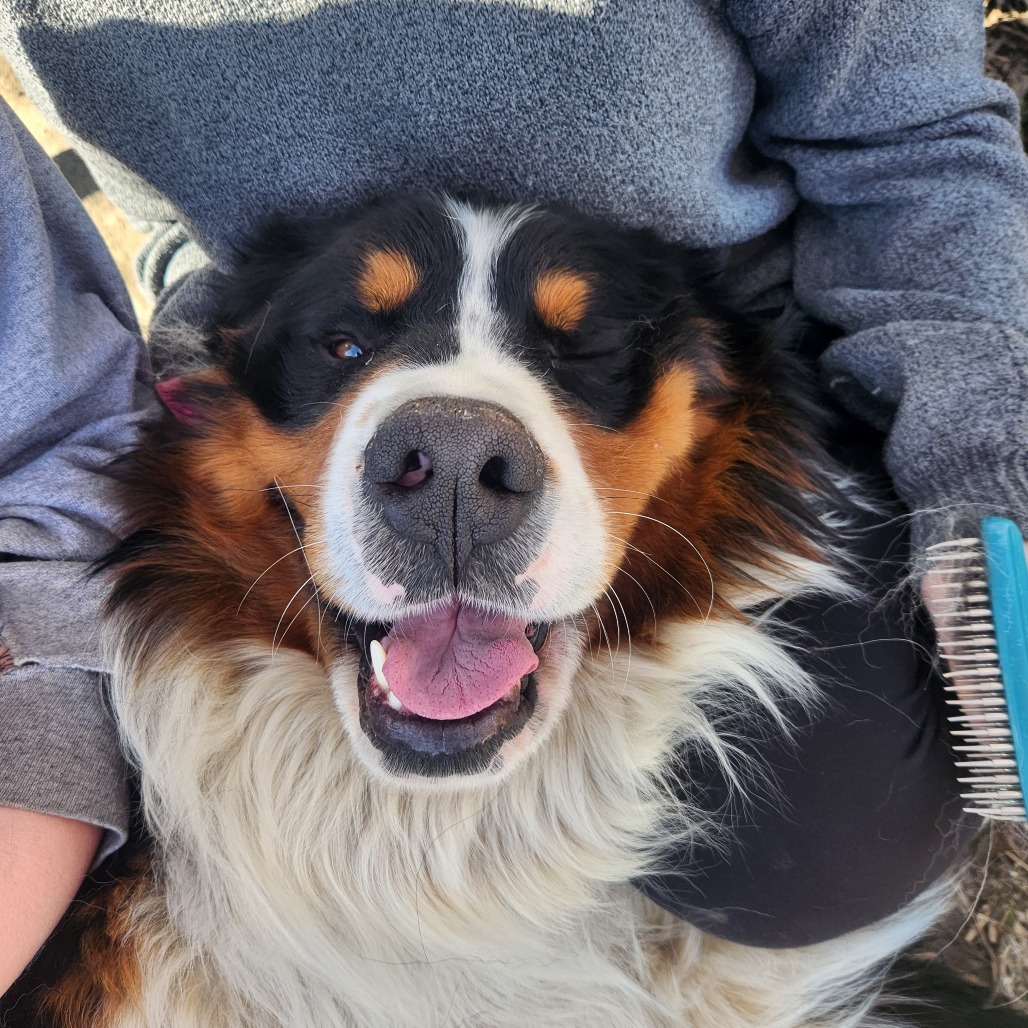 Mayhem, an adoptable Bernese Mountain Dog in North Battleford, SK, S9A 2M7 | Photo Image 1