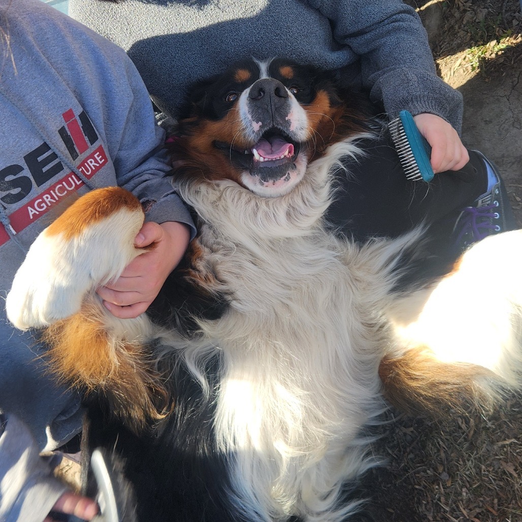 Mayhem, an adoptable Bernese Mountain Dog in North Battleford, SK, S9A 2M7 | Photo Image 2