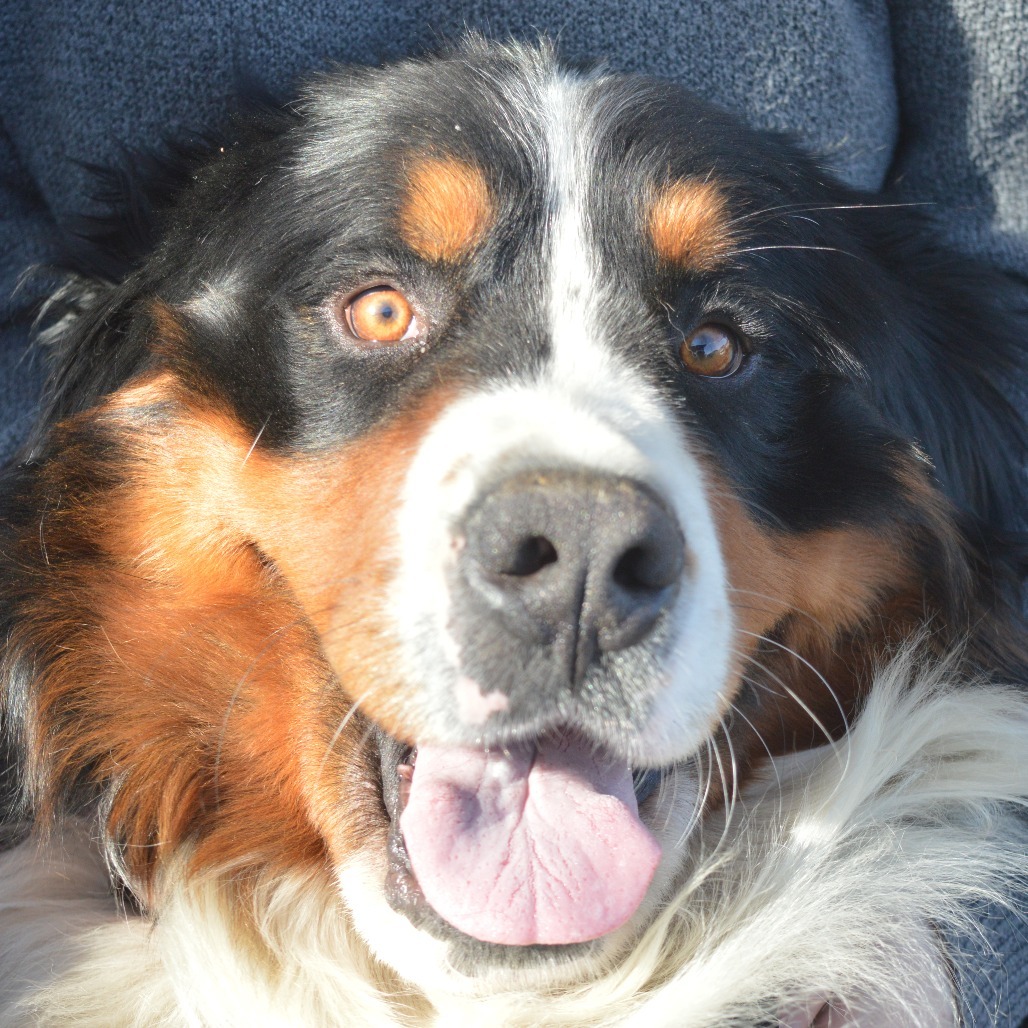 Mayhem, an adoptable Bernese Mountain Dog in North Battleford, SK, S9A 2M7 | Photo Image 3