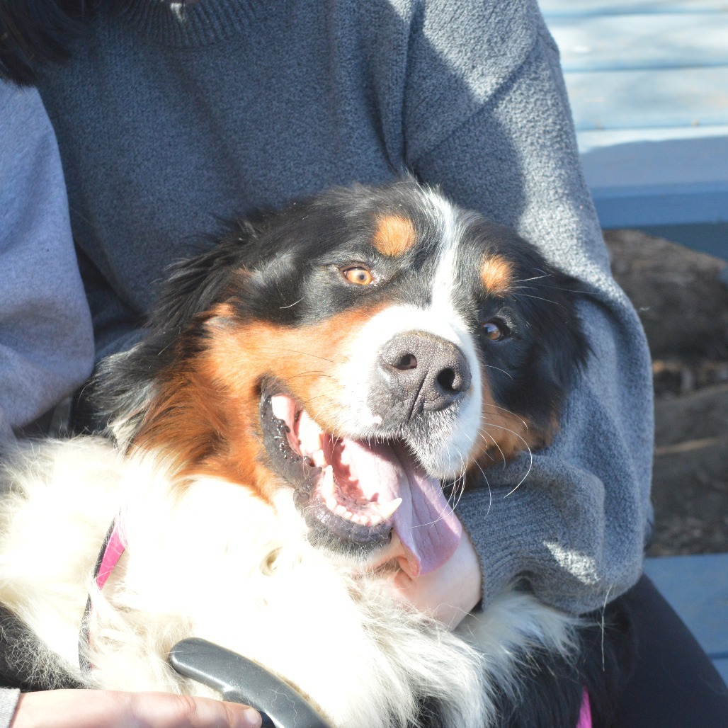 Mayhem, an adoptable Bernese Mountain Dog in North Battleford, SK, S9A 2M7 | Photo Image 4
