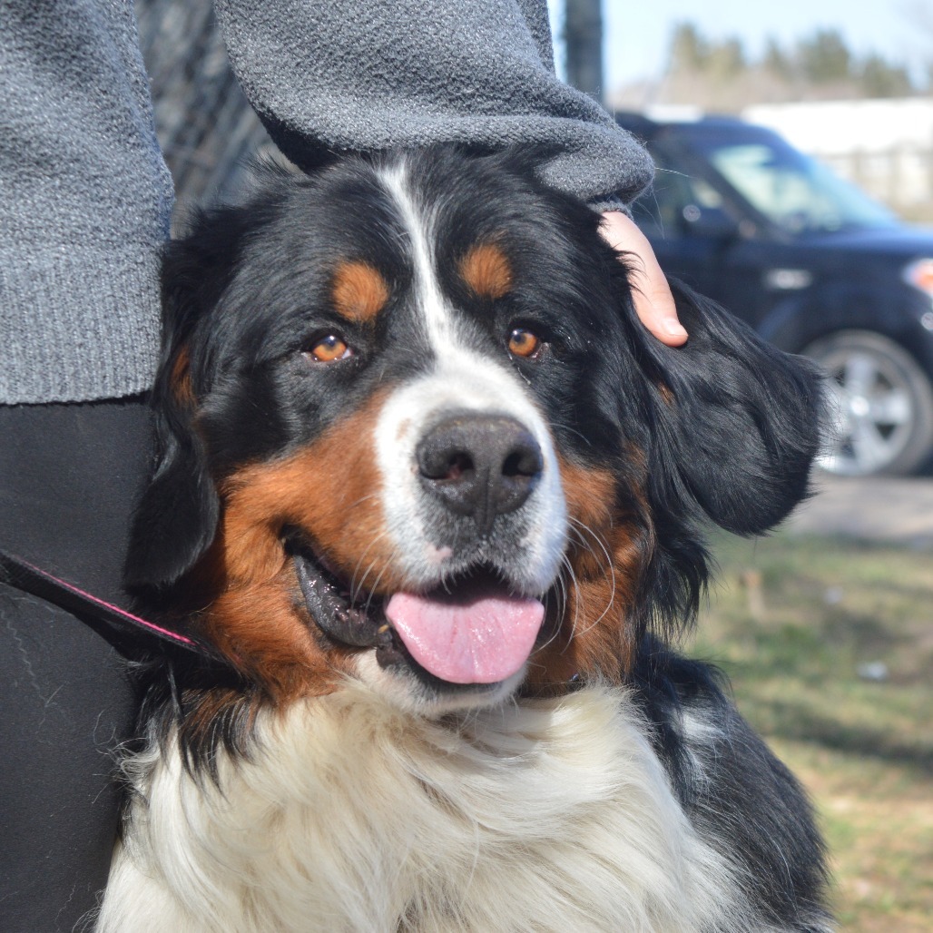 Mayhem, an adoptable Bernese Mountain Dog in North Battleford, SK, S9A 2M7 | Photo Image 5