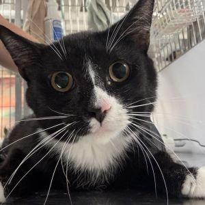 Bill Nye the Science Guy is currently in foster care and ready for adoption via our virtual process