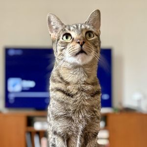 Lilo is currently in foster care and ready for adoption via our virtual process Learn more about hi