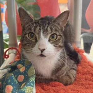Giovanni is currently in foster care and ready for adoption via our virtual process Giovanni is a 5