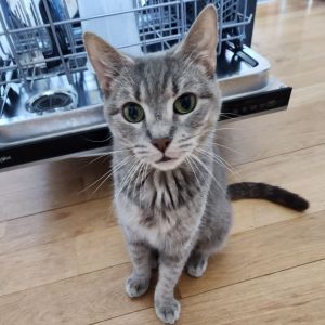 Bingo is currently in foster care and ready for adoption via our virtual process Learn more about h