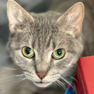 Bingo is currently in foster care and ready for adoption via our virtual process Learn more about h