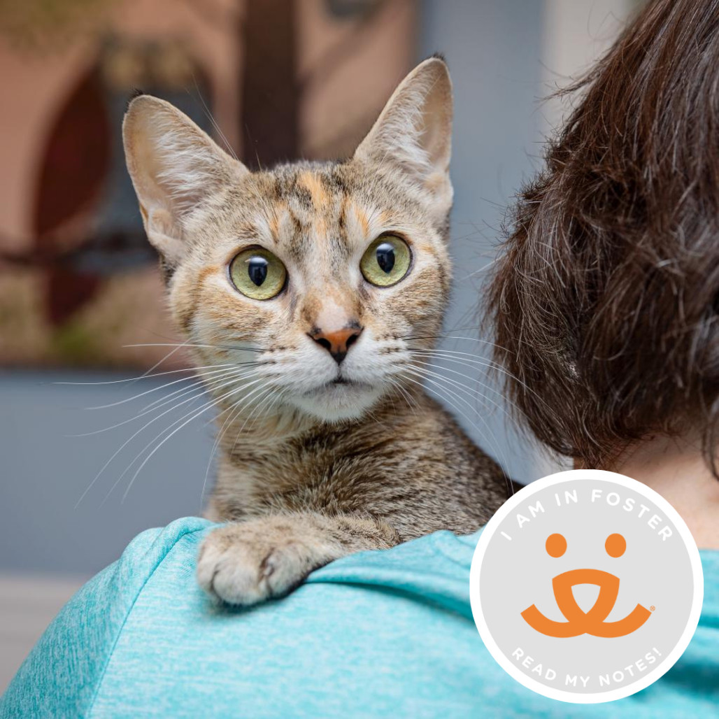 Serpentine, an adoptable Domestic Short Hair in Spokane, WA, 99202 | Photo Image 1